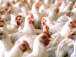 grippe-aviaire-le-togo-interdit-l-importation-de-volailles-en-provenance-de-06-pays
