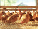 un-nouveau-plan-de-lutte-contre-la-grippe-aviaire-operationnel