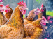 le-togo-tente-de-prevenir-une-eventuelle-grippe-aviaire
