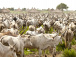 la-campagne-de-transhumance-2021-demarrera-le-31-janvier