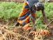 les-deputes-veulent-impliquer-davantage-les-femmes-dans-l-investissement-agricole