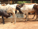 10-sites-de-production-bovine-identifies-et-bientot-amenages
