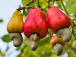 la-filiere-anacarde-veut-rebondir-malgre-la-covid-19