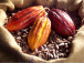 agro-comment-le-pasa-a-booste-les-cultures-d-exportation-au-togo