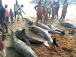 vente-de-morceaux-de-poissons-echoues-au-ghana-le-ministre-de-l-agriculture-alerte