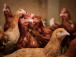 cas-positifs-de-grippe-aviaire-dans-la-banlieue-de-dapaong