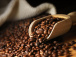 debut-de-la-campagne-de-commercialisation-du-cafe-cacao