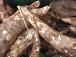 filieres-tubercules-la-production-en-hausse