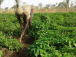 un-projet-de-securite-alimentaire-inclusive-lance-dans-les-savanes-et-la-kara