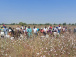 coup-d-envoi-de-la-campagne-de-commercialisation-de-coton-graine