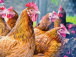 aviculture-lome-accueillera-une-conference-panafricaine-a-partir-du-16-mai