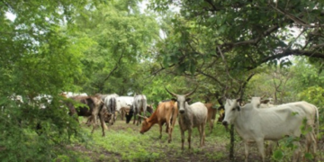 Transhumance : le Togo se dote d’un plan de gestion quinquennal