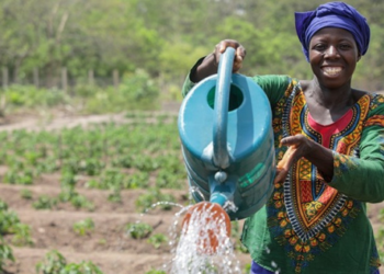 Maraîchage : les producteurs bénéficient d'un appui du ProMIFA