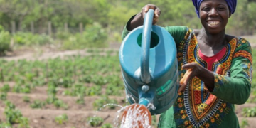 Maraîchage : les producteurs bénéficient d'un appui du ProMIFA