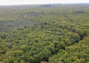 Environnement : le gouvernement recrute 400 fonctionnaires