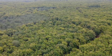 Environnement : le gouvernement recrute 400 fonctionnaires